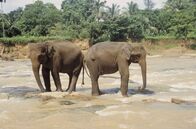 Asiens geheime Wildnis – Asiatische Elefanten trinken und baden gerne im Fluss.