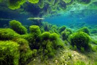 Terra X: Unser grüner Planet – Der Rio Claro im Amazonasbecken Brasiliens zeichnet sich durch sehr klares Wasser aus.