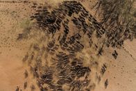 Unsere Kontinente – Auf der australischen Rinderfarm Mount Riddock im Outback leben 6000 Rinder.