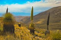 Oasen - Inseln des Lebens – Hoch über den Tiefen des Colca Canyons blühen Puya Raimondii. Auch als Königin der Anden bekannt, hat die Riesenbromelie mit acht Metern den höchsten Blütenstand der Welt.