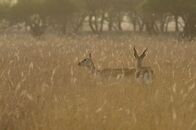 Wildes Indien – Gir-Nationalpark, Gujarat, Indien: Zwei Schwarzbockantilopen spazieren im hohen Gras im schwindenden Abendlicht.