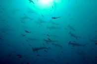 GEO Reportage – Eine Schule von Hammerhaien vor Cocos Island.
