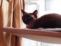 Der Katzenflüsterer – Precious the cat.