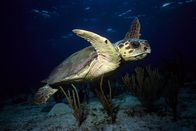 Wunder der Karibik – Die Hurrikan-Saison verwandelt die karibischen Inseln jedes Jahr von Juni bis Ende November von einem Paradies zu einer wahren Hölle. Wie überleben Pflanzen und Tiere diese Urgewalt?