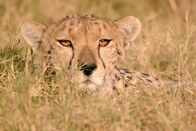 Tierisch alt! – Eine Gepardenmutter in Kenia