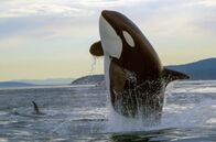 Orcas - Herrscher der Meere – Nach einer erfolgreichen Jagd zeigen Orcas akrobatische Luftsprünge – als würden sie ihren Erfolg feiern.