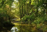 Der Bach – Im Frühling und im Sommer sorgen viele Blätter dafür, dass sich der Bach nicht zu sehr aufwärmt und an lebenswichtigem Sauerstoff verliert.