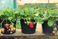 Marktcheck – Strawberry plants with its fruit in flowerpot in farm, agriculture business concept