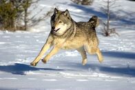 Yellowstone – Der Yellowstone Nationalpark im Herzen Nordamerikas ist der älteste Nationalpark der Welt: Knapp drei Millionen Besucher besuchen jedes Jahr den Park, angelockt von einem der spektakulärsten Wildnisareale der Erde ...