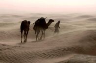 Mächtige Winde – Der Scirocco entsteht in der heißen Luft über der Sahara. Auf seinem Weg in den Norden bringt er Temperaturen um bis zu 50 Grad und Sandstürme in die tunesische Sahara. Tiere und Menschen müssen dem starken Wind trotzen.