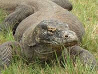 Tierische Freaks – Mo, 12.10., 14:05 Uhr