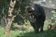 Zoogeflüster – Kinshasa the mandrill has a concerning white substance leaking from his nose. (National Geographic/David Stephens)