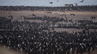 Wildes Peru – Punta San Juan, Peru - Die Massenkolonie der Guanay-Kormorane.
