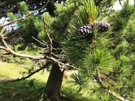 Unterwegs in Österreich – Zirbenfrucht am Baum.