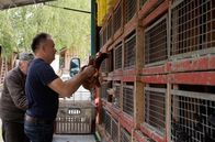Die rbb Reporter – Alle zwei Wochen belädt Frank Jäckel seinen Kleinlaster mit Hühnern und Enten und fährt über die Lausitzer Dörfer. Mal 300, mal 600 Tiere hat der 59-Jährige auf der Rückbank in dem eigens dafür konstruierten rollenden Hühnerhotel.