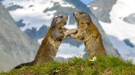 Die Alpen – In Höhen wo Schnee das ganze Jahr über liegt, müssen Murmeltierkinder schnell erwachsen werden.