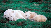 Die Reise der Eisbären – Im arktischen Sommer ruhen die Eisbärenmutter und ihre Jungtiere im saftigen Gras.