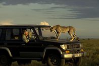 Kampf der Raubkatzen - Löwe gegen Gepard – Ein Gepard steht auf der Motorhaube von Craigs Auto.