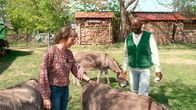 Yared kommt rum – Yared Dibaba mit Kindergärtnerin Dagmar Stahlbock und ihren Eseln in Groß Bengerstorf.