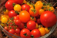 Querbeet – Gemüse für Jeden – Von Artischocke bis Zwiebel.