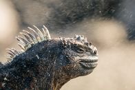 Ein perfekter Planet – Die Meerechsen von Galapagos weiden auf dem Meeresboden Algen und Tang ab. Sie können bis zu einer halben Stunde mit einem Atemzug tauchen, müssen sich dann aber lange Zeit in der Sonne aufwärmen.