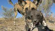 Spione im Tierreich – Wildhunde in extremer Nahaufnahme, gefilmt vom Welpen-Roboter in Botswana.