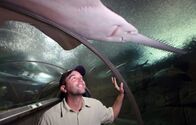 Zeb Hogans Monsterfische – Zeb looks at underneath freshwater sawfish in a tank.