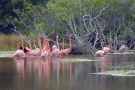 Wilde Inseln – Der Kuba-Flamingo ist seinem Partner ein Leben lang treu.
