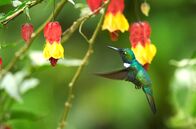 Tierische Rebellen – Keilschnabelkolibri, seltener grüner und blauer Kolibri, der neben roten und gelben Blumen schwebt, die wie Glocken geformt sind