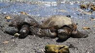 Wildes Hawaii – Grüne Meeresschildkröte (Chelonia mydas), Puako Bay, Big Island, Hawaii.
