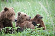 Kielings wilde Welt – Im Lake-Clark-Nationalpark in Alaska hat diese Bärenmutter in menschlicher Nähe Zuflucht gesucht. Das aggressive Männchen, das ihre Jungen töten will, wagt sich nicht näher heran.
