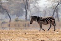 Tierisch alt! – Zebra in Kenia