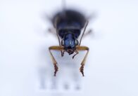 Wunder der Wissenschaft – Ein Laufkäfer, dessen Larven Frösche fressen.