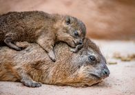 Zoo und so - Tierisch wild! – Rock hyrax