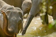 Wilde Tierreiche – Die Elefanten baden und erfrischen sich im Fluss.