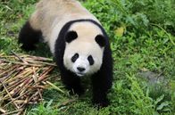 Panda, Gorilla & Co. – Alle sind im Panda-Fieber: Zoodirektor, Tierpfleger, Berliner, Touristen und Zoobesucher. Alle freuen sich gleichermaßen auf die Ankunft der knopfäugigen kuschligen Pandabären aus China. Das neue Panda-Paar zieht von Chengdu nach Berlin um. Der Zoo glich in den letzten Monaten eine Großbaustelle, denn eine neue Anlage mit einer eigens eingerichteten Quarantänestation wurde für die Pandas gebaut. - Meng Meng.