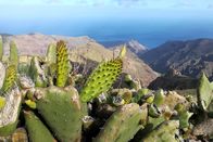 Zu Tisch ... – Der Süden von La Gomera ist im Vergleich zum Norden der Insel karg und bietet den zahlreichen Ziegen Nahrung.