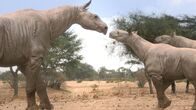 Giganten der Urzeit – Bis zu 20 Tonnen schwer: Das ausgestorbene Paraceratherium, das Ur-Nashorn, war das größte Landsäugetier aller Zeiten.