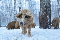 Terra Mater – Mangalitza Mutter mit Jungtier, schon die Kleinen sind dank dicker Wolle gut isoliert gegen sibirische Kälte.
