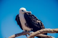 Galapagos – Junger Fregattvogel auf einem Ast