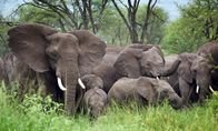 Expeditionen: Helden der Evolution – Elefantenherde, Naturpark Serengeti, Tansania.