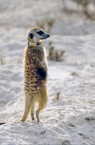 Heißzeit – Ein Erdmännchen in der Wüste Kalahari beobachtet seine Umgebung.