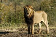Wildes Afrika – MalaMala Game Reserve, Mpumalanga, Südafrika - Ein junger männlicher Löwe steht.