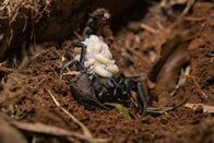 Die gruseligsten Tiere: Fakt oder Fiktion? – Java, Indonesien - Skorpion mit Babies auf dem Rücken (Love Productions USA/Myke Clarkson)