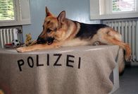 Kommissar Rex – Rex.