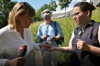 Puls – Puls Wildkräuter Daniela Lager (l.) auf einem Wildpflanzenspaziergang