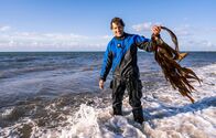Faszination Wasser – Uli Kunz hat ein Stück Kelp mit an die Oberfläche gebracht: Die großen Braunalgen lieben kühles Wasser. Wenn die Temperaturen steigen, gehen die Bestände zurück.