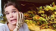 Anna und die Haustiere – Piranhas 4