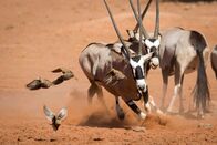 Planet Erde II – Ein Nama-Flughuhn flüchtet vor zwei kämpfenden Oryxantilopen nahe einer Wasserstelle im Namib Rand Nature Reserve. Nama-Flughühner kommen aus 100 Kilometer Entfernung, um Wasser in ihrem Brustgefieder aufzunehmen und zu ihren Jungen zu tragen.