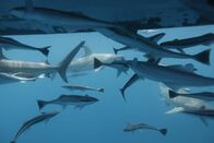 Im Reich der Riesenhaie – Aliwal Shoal, Südafrika - Eine Gruppe von Bullenhaien (Carcharhinus leucas), die in südafrikanischen Gewässern unterwegs sind, gefolgt von vielen Remoras (Remora remora). Bullenhaie sind schnelle, wendige Raubtiere mit einer abwechslungsreichen Ernährung, zu der auch Fische, Delfine und andere Haie gehören. (Earth Touch)